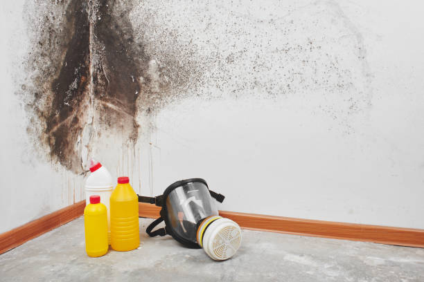 Best Black Mold Removal  in Salix, PA