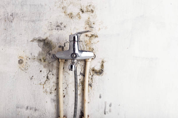 Best Commercial Mold Removal  in Salix, PA