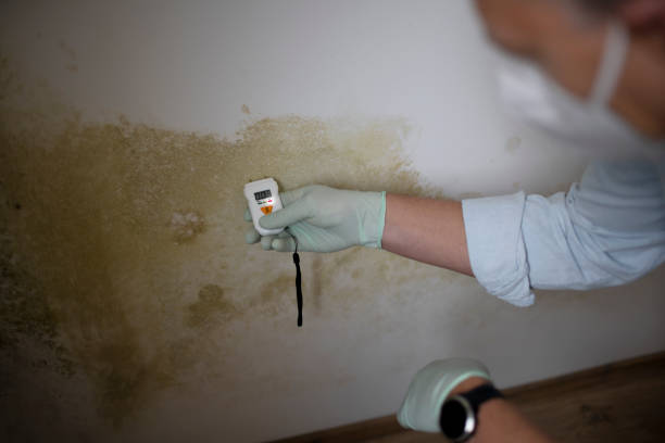 Best Office Mold Removal Services  in Salix, PA