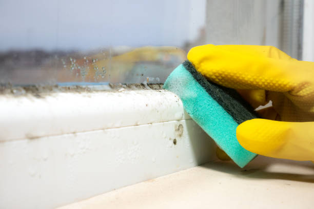 Office Mold Removal Services in Salix, PA