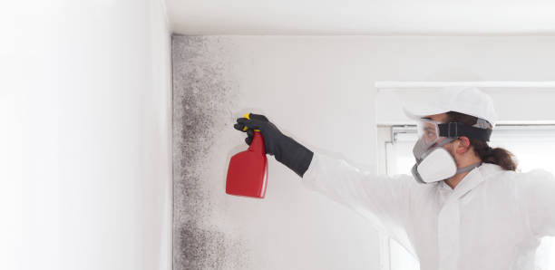 Best Mold Testing  in Salix, PA