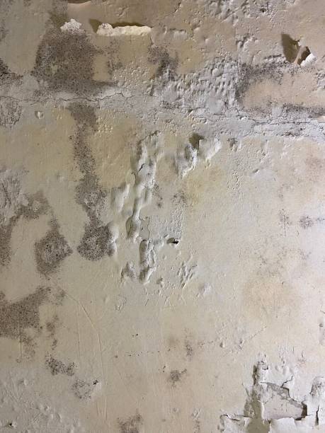 Mold Removal and Inspection in Salix, PA
