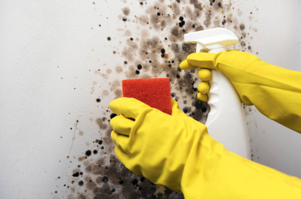 Best Toxic Mold Removal  in Salix, PA