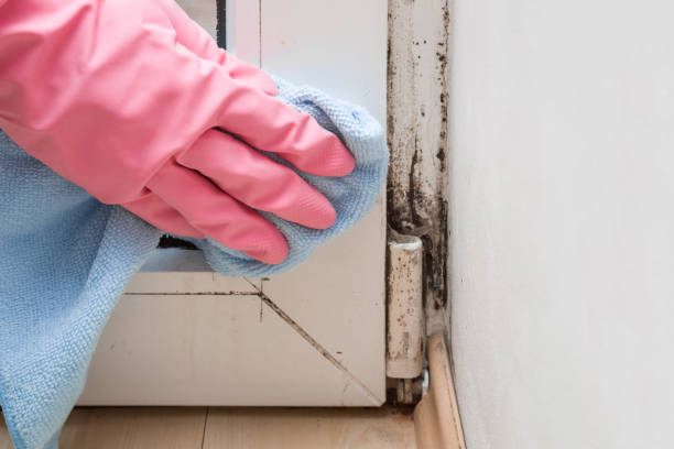 Best Mold Cleaning Services  in Salix, PA