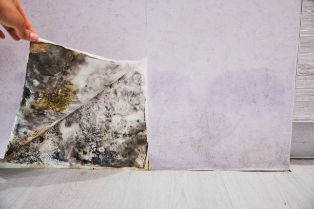 Best Mold Remediation  in Salix, PA